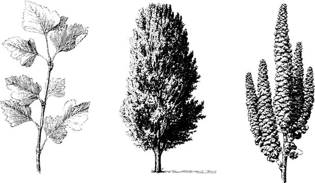 Engraved botanical illustration of poplar tree varieties