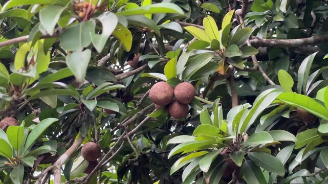 Sapodilla fruit on tree.