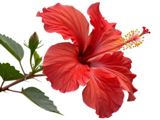 A vibrant red hibiscus flower with yellow stamen and a bud against a white background in close up view