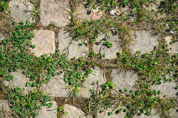 Green grass and clover thriving in the cracks of a stone paved pathway, forming an intricate and beautiful natural pattern in a serene garden setting