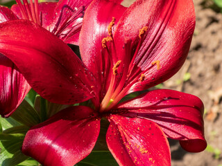 Vibrant Crimson Lily Blossom in Bright Sunlight
