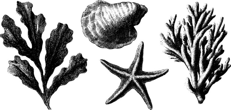 Vintage engraved illustration set of seaweed, starfish, and shell for ocean-themed design