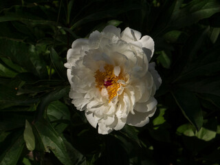 Luminous White Peony Blossom Against Dark Foliage