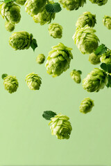 Fototapeta premium Beer Hops Floating on a Light Green Background