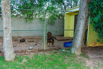 cão preso em canil
