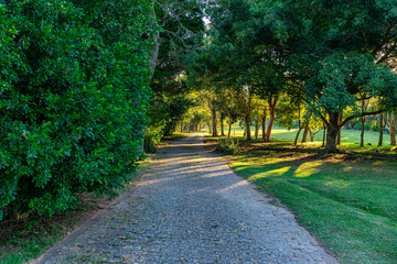 caminho com árvores