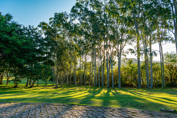 por sol nas montanhas entre as árvores