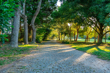 caminho com árvores e ensolarado