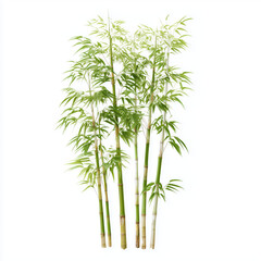 Fototapeta premium Stunning Bamboo Plants in Lush Green , PNG isolated cut out image