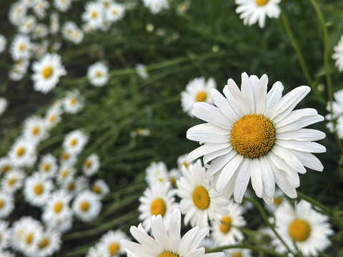 Detailed macro shot of fresh white daisies in bloom, highlighting vibrant yellow centers and crisp petals against a blurred green background.