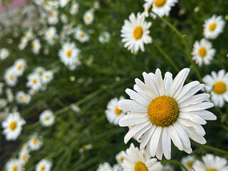 White daisies up close, showcasing intricate petal texture and sunny yellow centers in a serene...