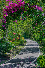 Scenic pathway surrounded by vibrant flowers and lush greenery, creating a tranquil atmosphere, inviting exploration and relaxation in a natural setting in park in Ecuador.Latin America
