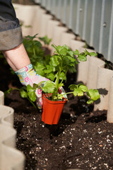 Planting stem celery on a bed in the open ground. A woman's hand in a gardening glove with a seedling in a container.