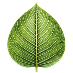 Obraz premium Green Leaf Detail