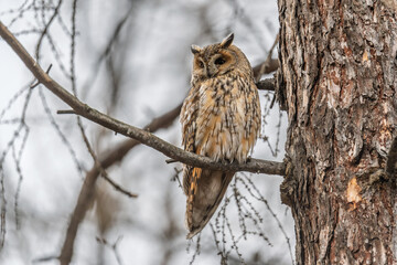 Long-eared owl (Asio otus), looking forward with wide opened eyes