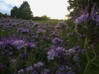 Golden hour over a purple phacelia field, with warm sunlight and a dreamy horizon where the sun...
