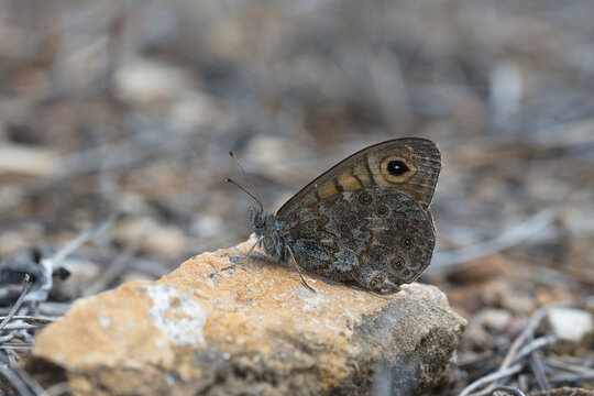 Satyridae / K&uuml;&ccedil;&uuml;k Esmerboncuk / Wall / Lasiommata megera