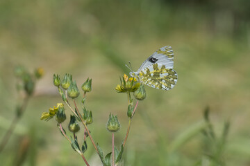 Pieridae / Turuncu Süslü / Orange-tip / Anthocharis cardamines