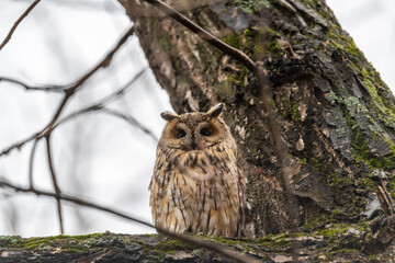 Long-eared owl (Asio otus), looking forward with wide opened eyes