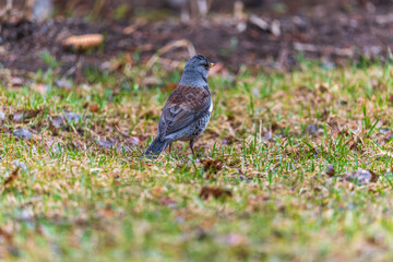 Wood bird Fieldfare, Turdus pilaris, on a sprng lawn.