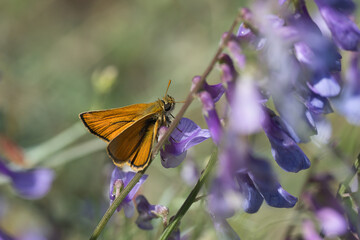 
Hesperiidae / Sarı Antenli Zıpzıp / Small Skipper / Thymelicus sylvestris