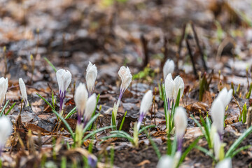 Spring white flowers Crocus Jeanne d'Arc macro. Beautiful petals and stamens close-up. Meadow landscape with blossoming plants