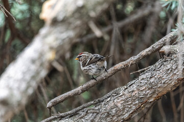 Common redpoll female, cute bird with bright red patch on its forehead sits on tree branch without leaves in sunny spring day.