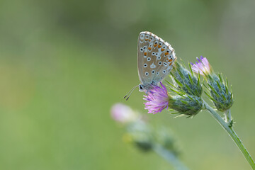 Lycaenidae / Çokgözlü Mavi / Common Blue / Polyommatus icarus