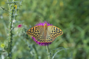 Nymphalidae / Bahadır / Mediterranean Fritillary / Argynnis pandora