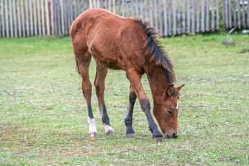 A young brown foal grazes on a green meadow near a wooden fence.