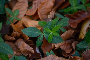 leaves on the ground