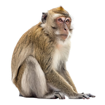 a monkey sitting png primate resting png sitting monkey pose png wildlife primate png transparent background image
