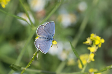 Lycaenidae / Çokgözlü Mavi / Common Blue / Polyommatus icarus