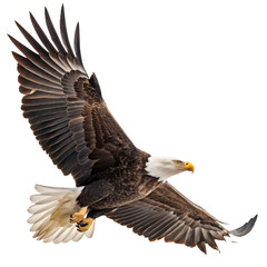 Fototapeta premium american bald eagle flying png soaring raptor png bird of prey png patriotic eagle in flight png transparent background image