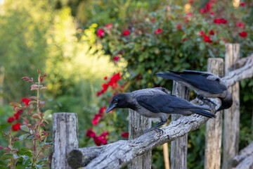 Gray raven in park. Hooded Crow, a black and grey crow bird of the Corvidae family, also called Corvus Cornix, standing on the fence.