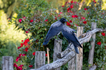 Gray raven in park. Hooded Crow, a black and grey crow bird of the Corvidae family, also called Corvus Cornix, standing on the fence.