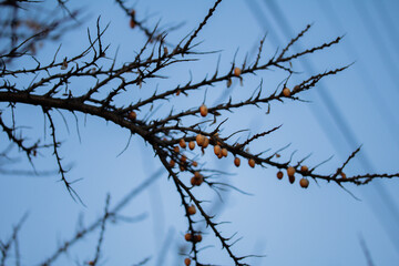Bare Thorny Branch with Orange Berries against Clear Blue Sky
