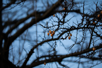 Dramatic Bare Tree Branches with Wild Berries against Blue Sky