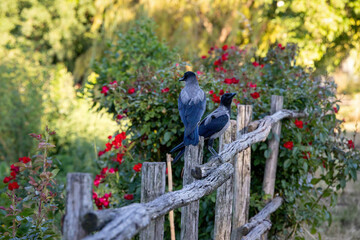 Gray raven in park. Hooded Crow, a black and grey crow bird of the Corvidae family, also called Corvus Cornix, standing on the fence.