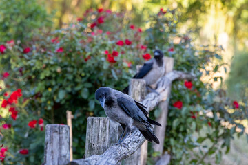 Gray raven in park. Hooded Crow, a black and grey crow bird of the Corvidae family, also called Corvus Cornix, standing on the fence.