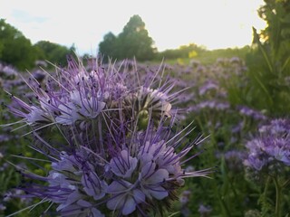 Phacelia flowers in vivid purple shades, captured in soft sunset light with a dreamy sky and sun...
