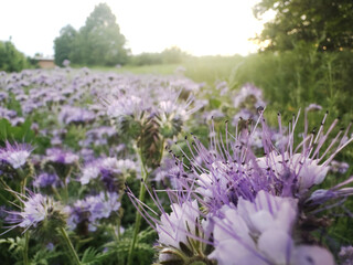 Lavender-toned phacelia flowers glow in the fading sunlight, with a softly lit cloudy horizon...