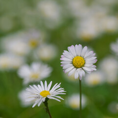 Fototapeta premium Beautiful close-up of bellis perennis