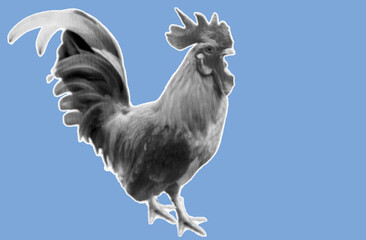 close up side view of rooster pixelate grayscale color halftone dotted texture style collage element isolated on blue background