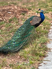 Obraz premium Suburban Peacock Shows off Beautiful Cascade of Feathers in Florida