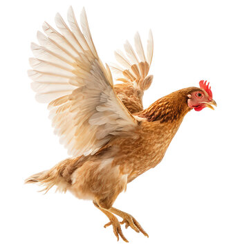 chicken hen jumping and flying png flying hen png poultry motion png farm bird png transparent background image