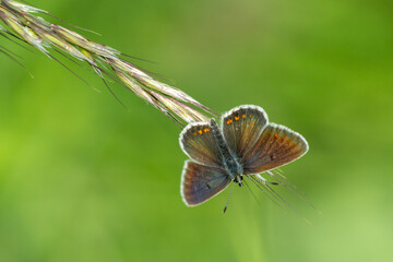 The common blue - Plebejus idas is a species of diurnal butterfly in the family Plebeidae. Its wingspan is 25 to 32 mm. Males have blue wings with narrow dark edges. Females are brown and have orange 