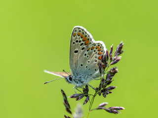 The common blue - Plebejus idas is a species of diurnal butterfly in the family Plebeidae. Its wingspan is 25 to 32 mm. Males have blue wings with narrow dark edges. Females are brown and have orange 