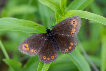 The common blue - Plebejus idas is a species of diurnal butterfly in the family Plebeidae. Its wingspan is 25 to 32 mm. Males have blue wings with narrow dark edges. Females are brown and have orange 