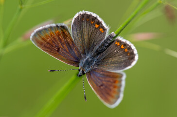 The common blue - Plebejus idas is a species of diurnal butterfly in the family Plebeidae. Its wingspan is 25 to 32 mm. Males have blue wings with narrow dark edges. Females are brown and have orange 